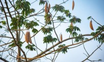 Bông gòn tự nhiên từ cây gòn - Có ai còn nhớ mùa hoa gạo!